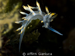 flabellina affinis by Afflitti Gianluca 